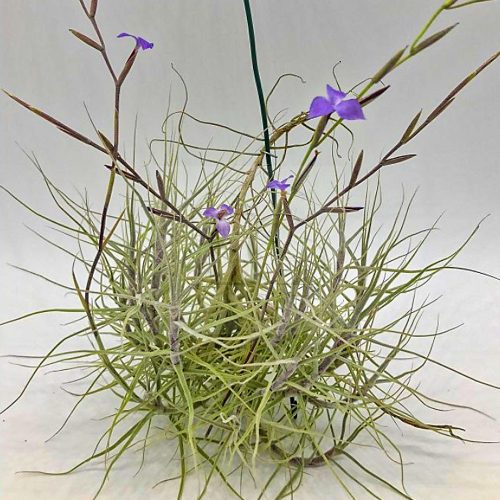 Tillandsia Caerulea Pulk