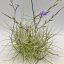 Tillandsia Caerulea Pulk-drótozva/XXL