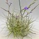 Tillandsia Caerulea Pulk