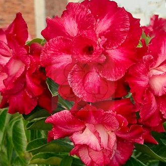 Adenium obesum "Pan Yue" (174)