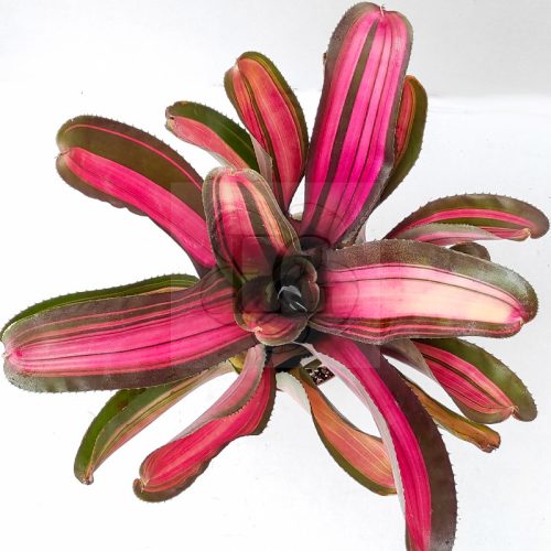 Neoregelia Scary 