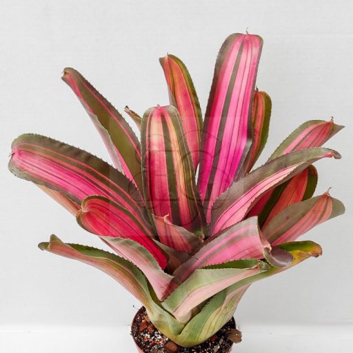 Neoregelia Scary 