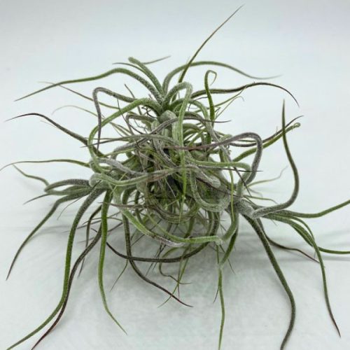 Tillandsia Pruinosa Pulk 