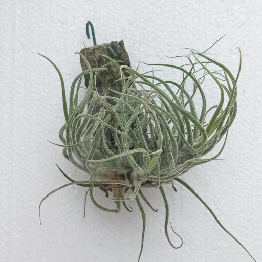 Tillandsia Pruinosa Pulk 