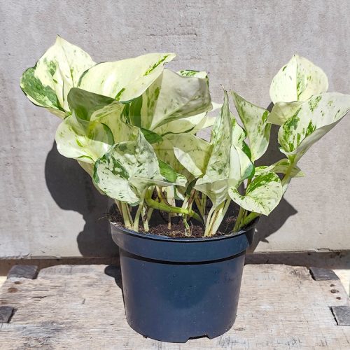 Epipremnum aureum "Happy Leaf"/Szobai futóka