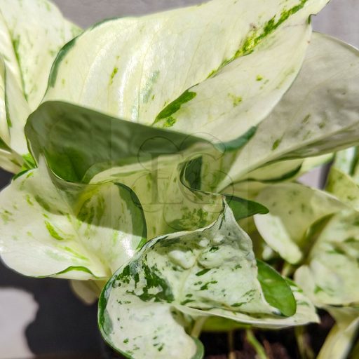 Epipremnum aureum "Happy Leaf"/Szobai futóka