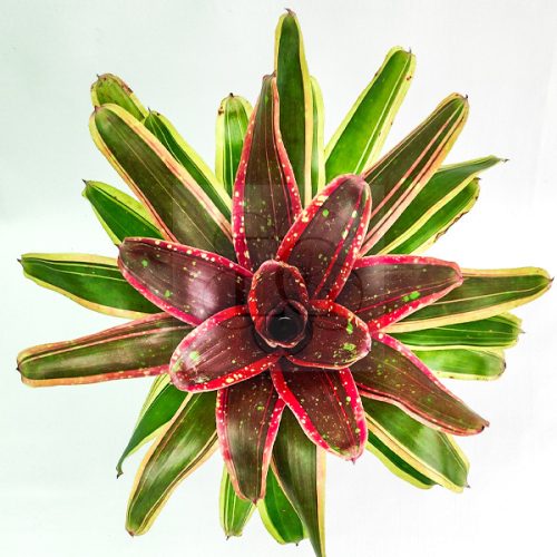 Neoregelia Swangki