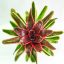 Neoregelia Swangki