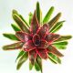 Neoregelia Swangki