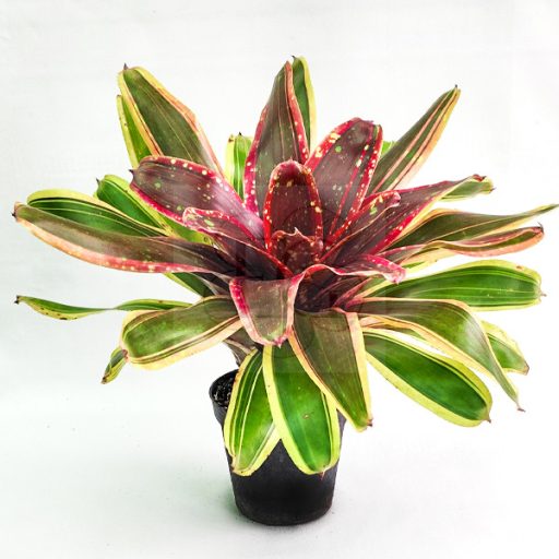 Neoregelia Swangki
