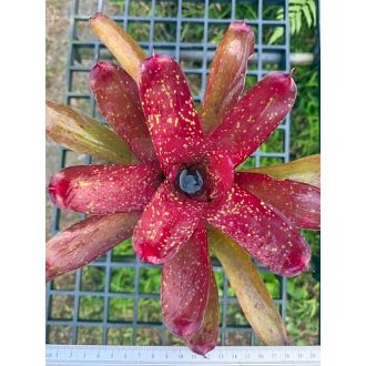 Neoregelia Walking Tall Hybrid 