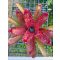 Neoregelia Walking Tall Hybrid 