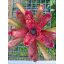 Neoregelia Walking Tall Hybrid 