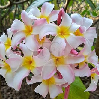 Plumeria rubra "Pink Baby Love" magok