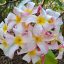 Plumeria rubra "Pink Baby Love" magok