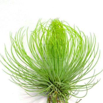 Tillandsia Andreana/L Tillandsia Andreana/L