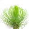 Tillandsia Andreana/XL