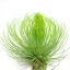 Tillandsia Andreana/XL