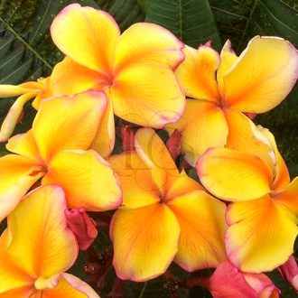 Plumeria rubra "Golden Noi" (NUI)
