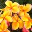 Plumeria rubra "Golden Noi" (NUI)