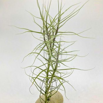 Tillandsia Caerulea Branched/L Tillandsia Caerulea Branched/L
