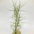 Tillandsia Caerulea Branched/L