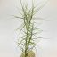 Tillandsia Caerulea Branched/L