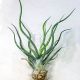 Tillandsia showtime/S