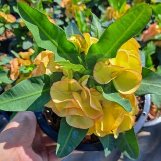 Euphorbia milii "Hybrid" (A85)