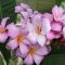 Plumeria rubra "Pink Kiss" JJ