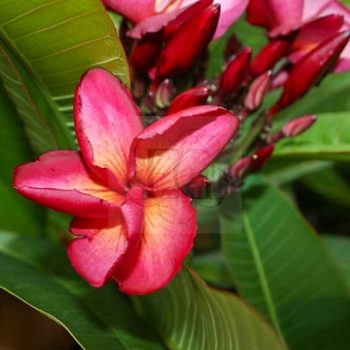 Plumeria rubra "Violet Jade Dragon aka Mongkonyok Plumeria rubra "Violet Jade Dragon aka Mongkonyok