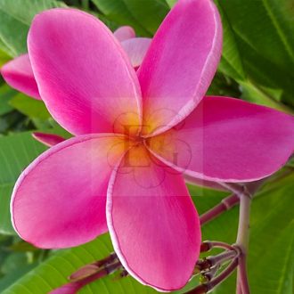 Plumeria rubra "Charlotte Ebert" JL