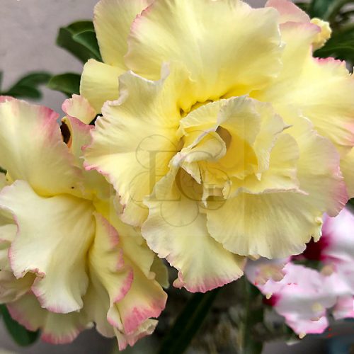 Adenium obesum "Yellow Rose" (301)