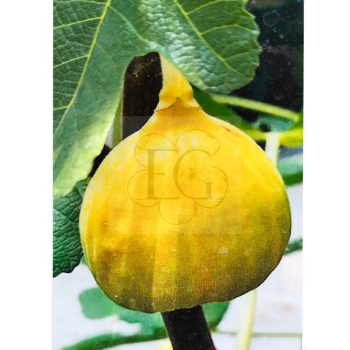 Ficus carica/Füge "Aranyméz"  Ficus carica/Füge "Aranyméz"