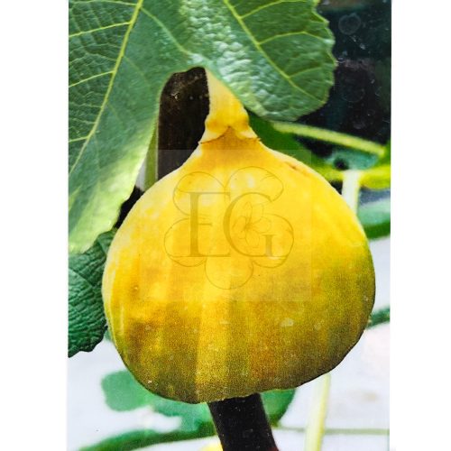 Ficus carica/Füge "Aranyméz" 