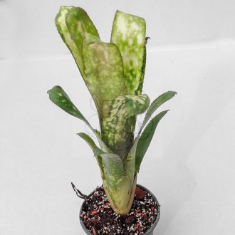 Billbergia White Moon Tiger 