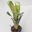 Billbergia White Moon Tiger 
