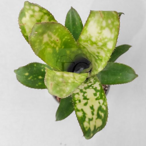 Billbergia White Moon Tiger 