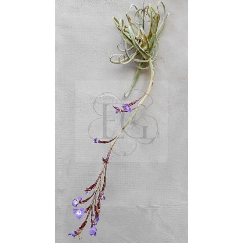 Tillandsia Streptocarpa L am Draht