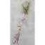 Tillandsia Streptocarpa L am Draht