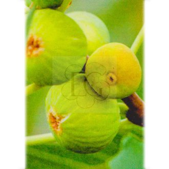 Ficus carica/Füge "Dottato"