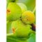 Ficus carica/Füge "Dottato"