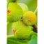 Ficus carica/Füge "Dottato"