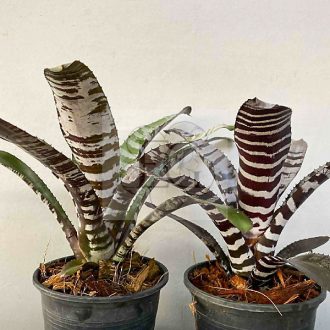 Aechmea Chantinii Hybrid-Black/S