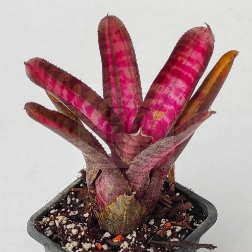 Neoregelia Hot Ember 