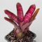 Neoregelia Hot Ember 