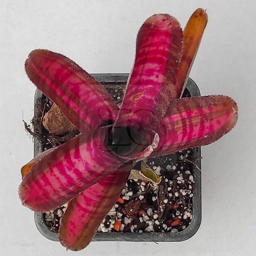 Neoregelia Hot Ember 