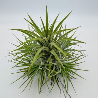 Tillandsia Ionantha Carousel 