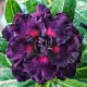 Adenium obesum (S-12)