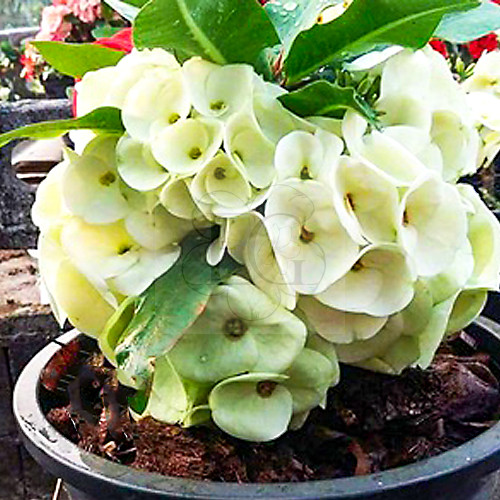 Euphorbia milii "Himalaya" (17)